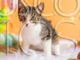 Gatinho para adoção