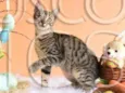 Gatinho para adoção