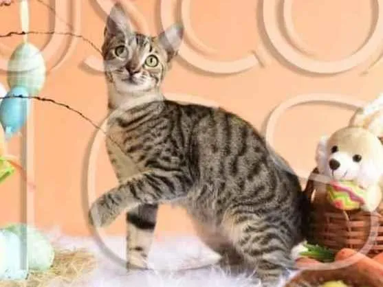 Cachorro ra a SRD idade 2 a 6 meses nome Gatinho para adoção