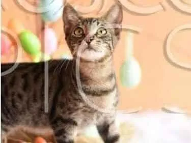 Gato ra a SRD idade 2 a 6 meses nome Gatinho para adoção