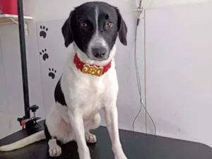 Cachorro raça Vira lata  idade 1 ano nome Malu