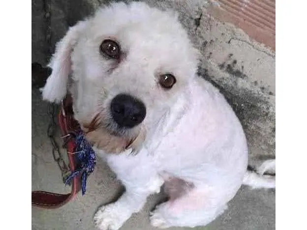 Cachorro raça Poodle idade 1 ano nome Barney