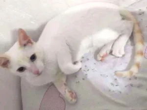 Gato raça sem definição de raça  idade 7 a 11 meses nome Naruto 