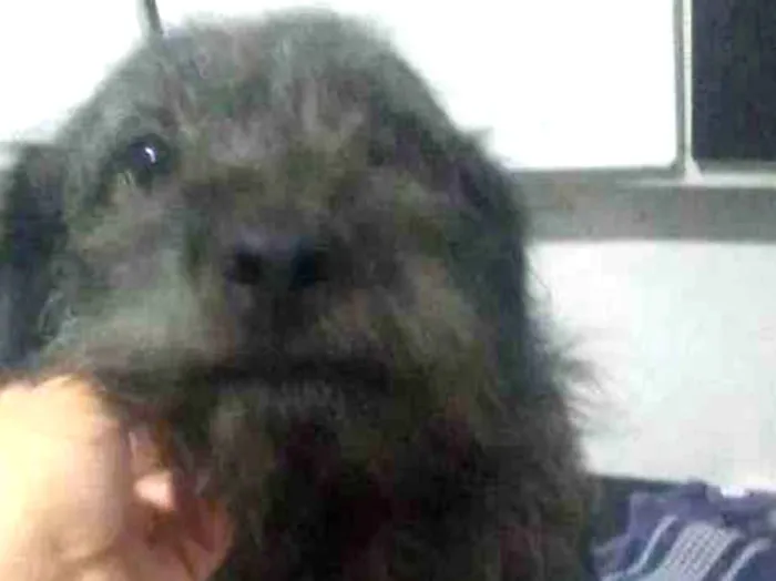 Cachorro ra a Mistura com poodle e vira-lata idade 1 ano nome Totó