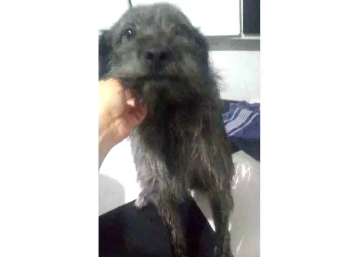 Cachorro ra a Mistura com poodle e vira-lata idade 1 ano nome Totó