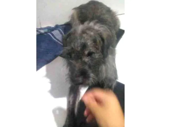 Cachorro ra a Mistura com poodle e vira-lata idade 1 ano nome Totó