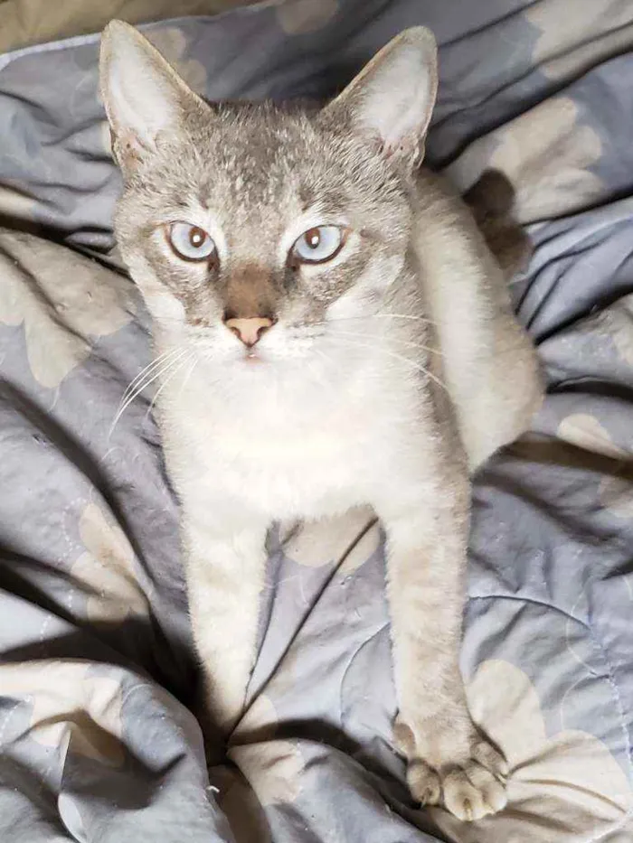 Gato raça Srd idade 1 ano nome Nicolau