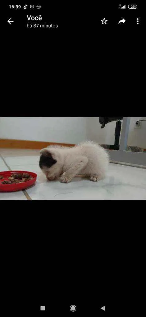 Gato raça SRD idade Abaixo de 2 meses nome Sem nome