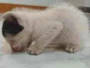 Gato raça SRD idade Abaixo de 2 meses nome Sem nome
