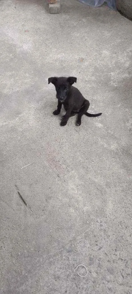 Cachorro ra a SRD idade 2 a 6 meses nome Uliman