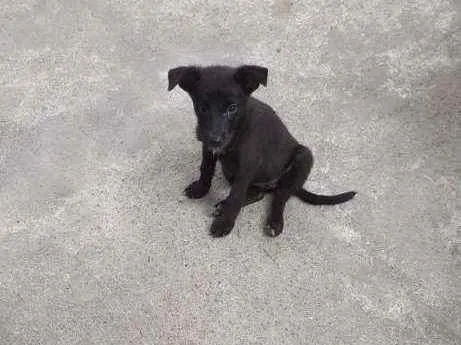 Cachorro ra a SRD idade 2 a 6 meses nome Uliman