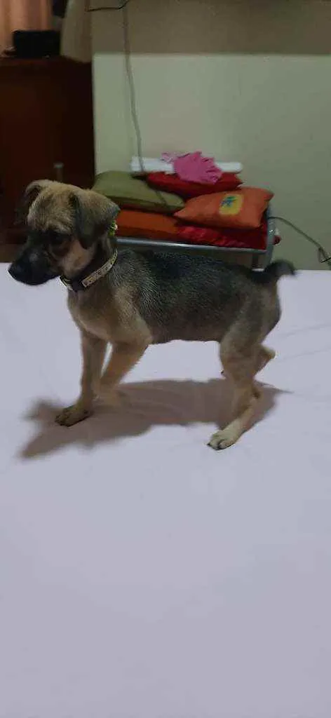 Cachorro ra a SRD idade 2 a 6 meses nome Kesha