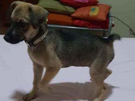 Cachorro ra a SRD idade 2 a 6 meses nome Kesha