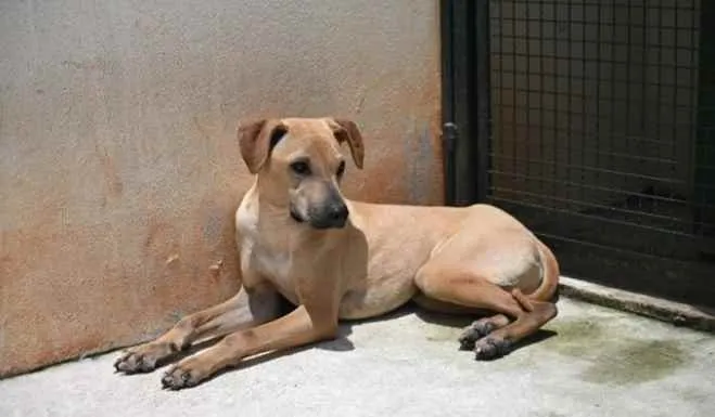 Cachorro raça Vira lata  idade 1 ano nome Alvaro 