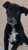 Cachorro raça Vira lata  idade 7 a 11 meses nome Bebel