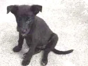 Cachorro raça SRD idade 2 a 6 meses nome Uliman