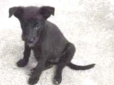 Cachorro ra a SRD idade 2 a 6 meses nome Uliman
