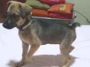 Cachorro raça SRD idade 2 a 6 meses nome Kesha