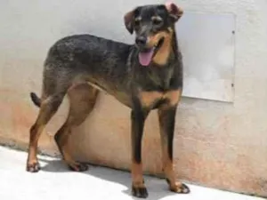 Cachorro raça Vira lata  idade 1 ano nome Mary