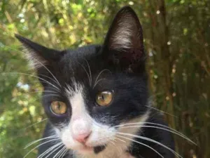 Gato raça Mestiço kurilian bobtail idade 7 a 11 meses nome Tom 