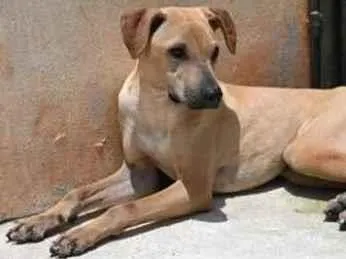 Cachorro raça Vira lata  idade 1 ano nome Alvaro 