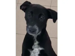 Cachorro raça Vira lata  idade 7 a 11 meses nome Bebel