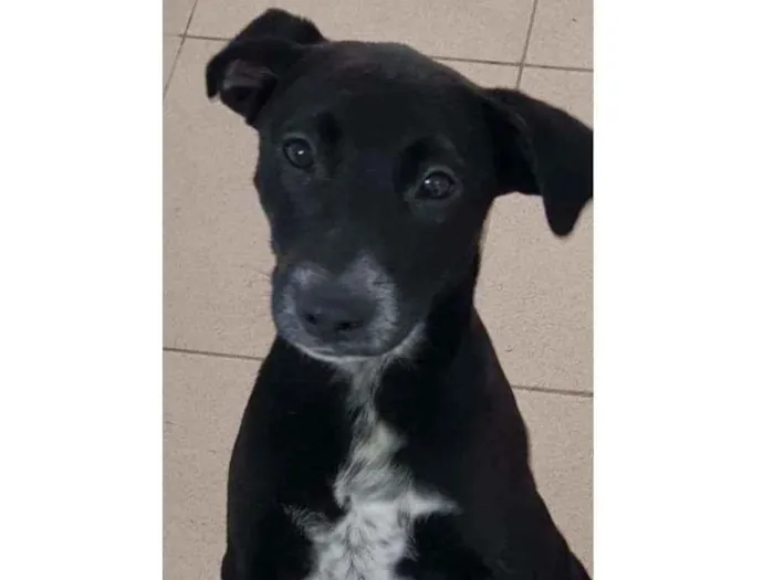 Cachorro raça Vira lata  idade 7 a 11 meses nome Bebel