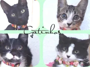 Gato raça Srd idade 2 a 6 meses nome Gatinhos filhotes 