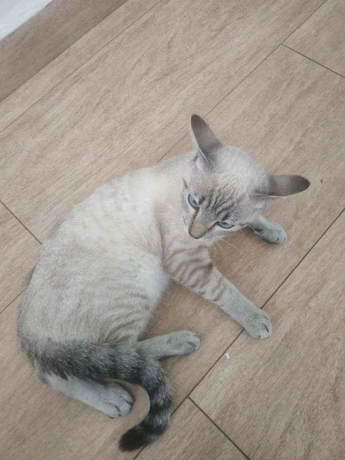 Gato raça Vira lata  idade 7 a 11 meses nome Fufi