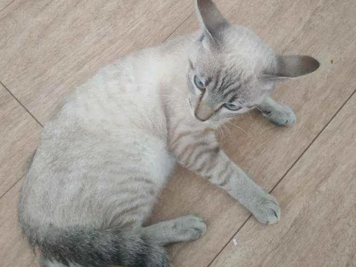 Gato raça Vira lata  idade 7 a 11 meses nome Fufi