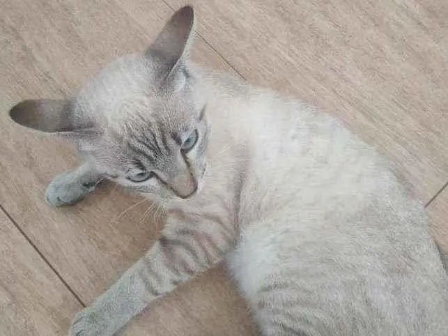 Gato raça Vira lata  idade 7 a 11 meses nome Fufi