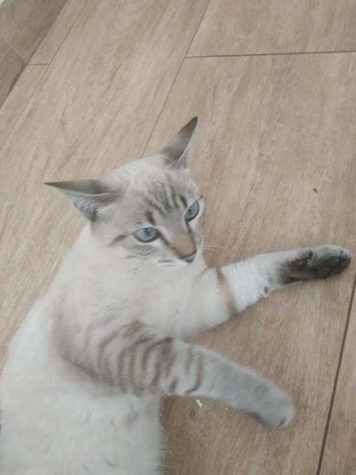 Gato raça Vira lata  idade 7 a 11 meses nome Fufi