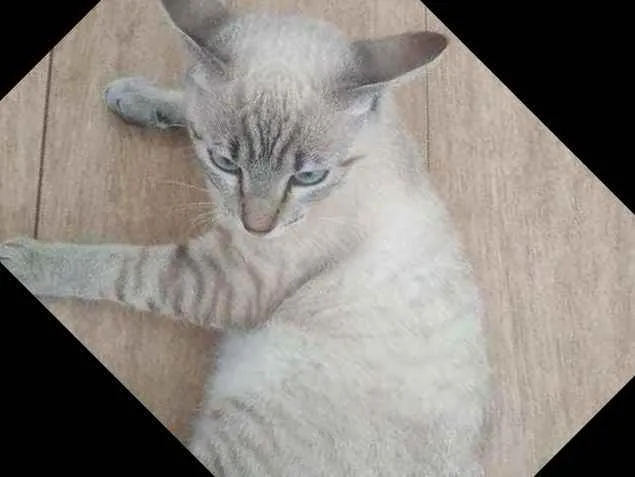 Gato raça Vira lata  idade 7 a 11 meses nome Fufi