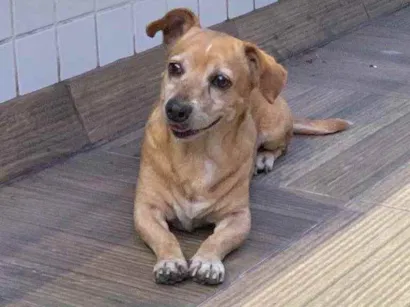 Cachorro raça Não sei idade 5 anos nome Não sei