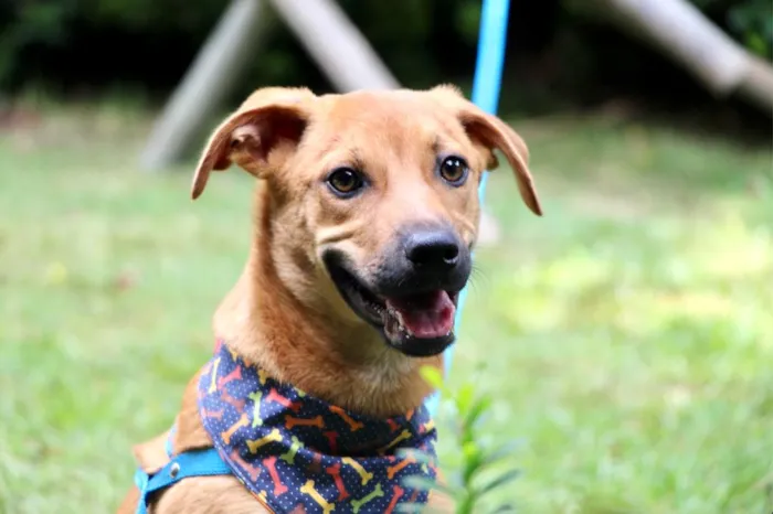Cachorro raça SRD-ViraLata idade 2 a 6 meses nome Abu