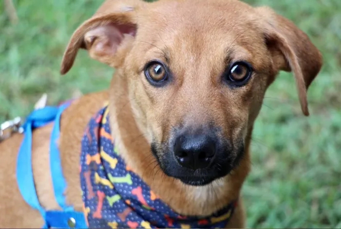 Cachorro raça SRD-ViraLata idade 2 a 6 meses nome Abu