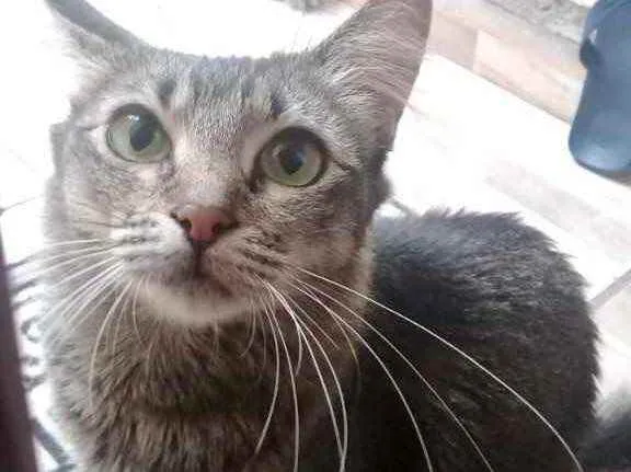 Gato raça Srd idade 1 ano nome Miumiu linda gata