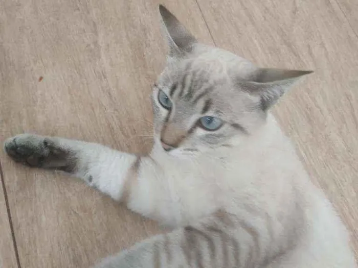 Gato raça Vira lata  idade 7 a 11 meses nome Fufi