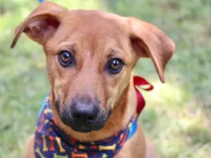 Cachorro raça SRD-ViraLata idade 2 a 6 meses nome Abu