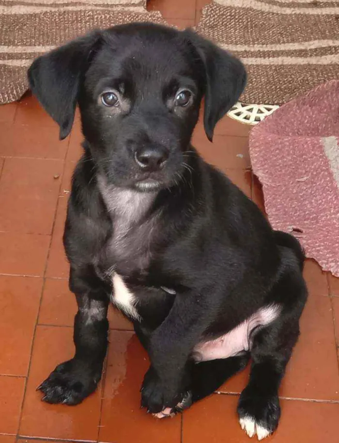 Cachorro raça Srd idade 2 a 6 meses nome Felipe