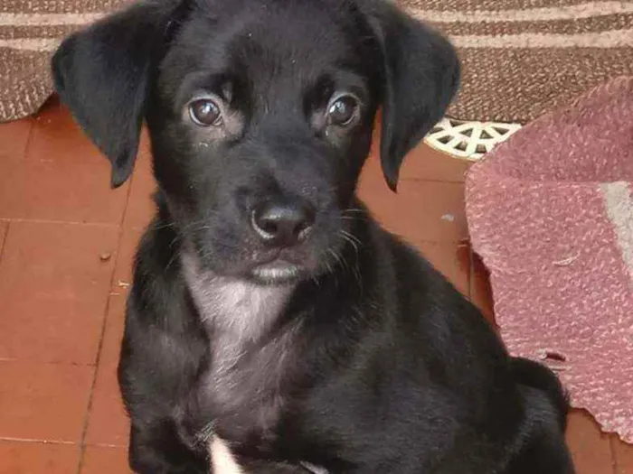 Cachorro raça Srd idade 2 a 6 meses nome Felipe