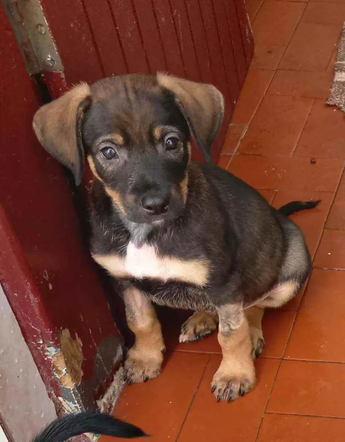 Cachorro raça Srd idade 2 a 6 meses nome Bernardo
