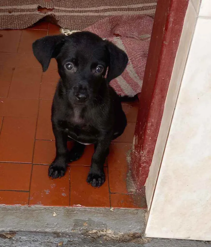 Cachorro raça Srd idade 2 a 6 meses nome Tekinha