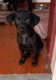 Cachorro raça Srd idade 2 a 6 meses nome Tekinha
