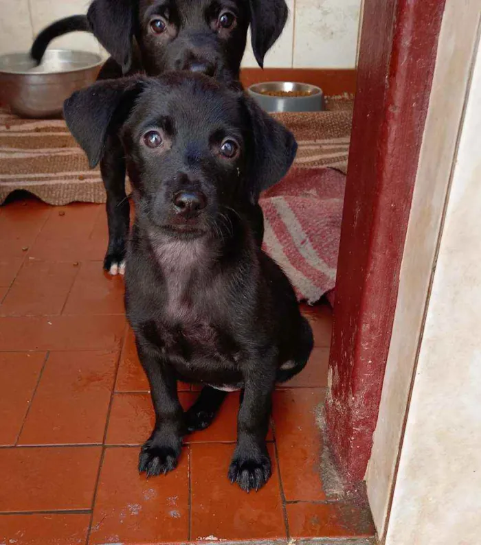 Cachorro raça Srd idade 2 a 6 meses nome Tekinha