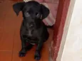 Cachorro raça Srd idade 2 a 6 meses nome Tekinha