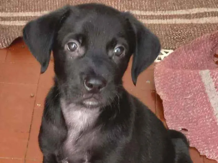 Cachorro raça Srd idade 2 a 6 meses nome Felipe