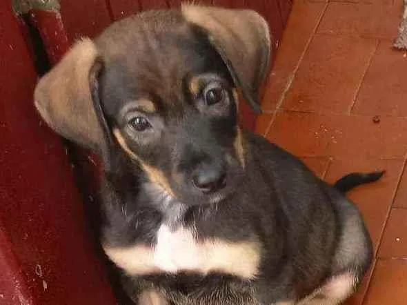 Cachorro raça Srd idade 2 a 6 meses nome Bernardo