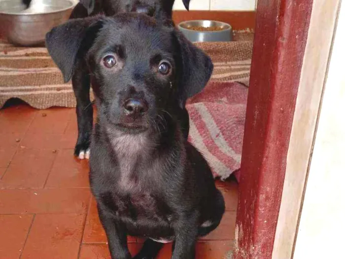 Cachorro raça Srd idade 2 a 6 meses nome Tekinha