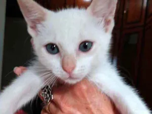 Gato raça Srd idade 2 a 6 meses nome Clara linda gatinha 